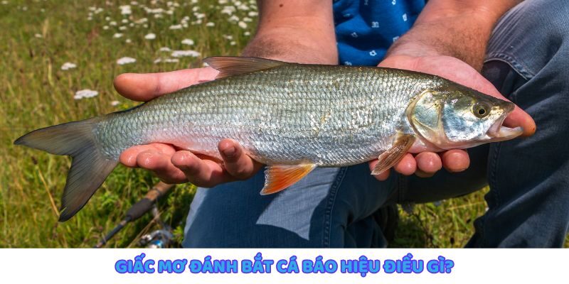 Giải mã giấc mơ bắt cá và những thông điệp tinh tế